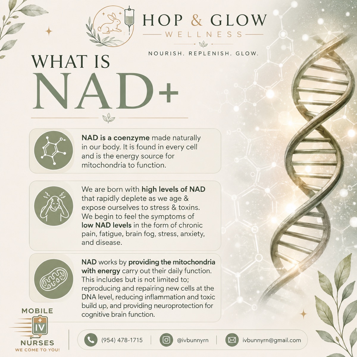 What is NAD+ — coenzyme that powers cellular energy